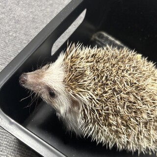 ピグミーヘッジホック