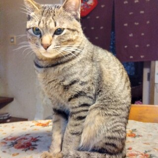 ちょっぴり不思議ちゃん？」神奈川県 - 猫の里親募集(530910