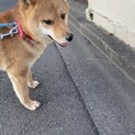 お散歩も人も大好き！柴犬のふくろうくん