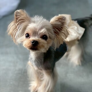 やむを得ず募集します。