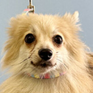 ポメラニアンの女の子です。