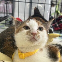 いさはや保護猫譲渡会 サムネイル2