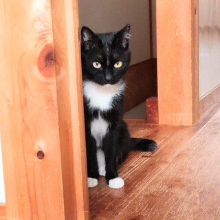 美人白黒のお茶目な娘