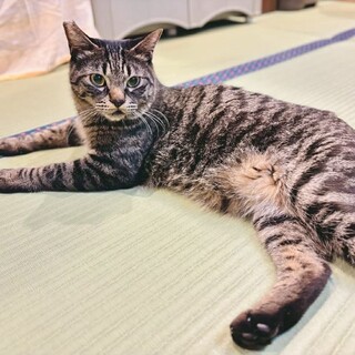 ねずみのおもちゃが大好きなポメロ♪