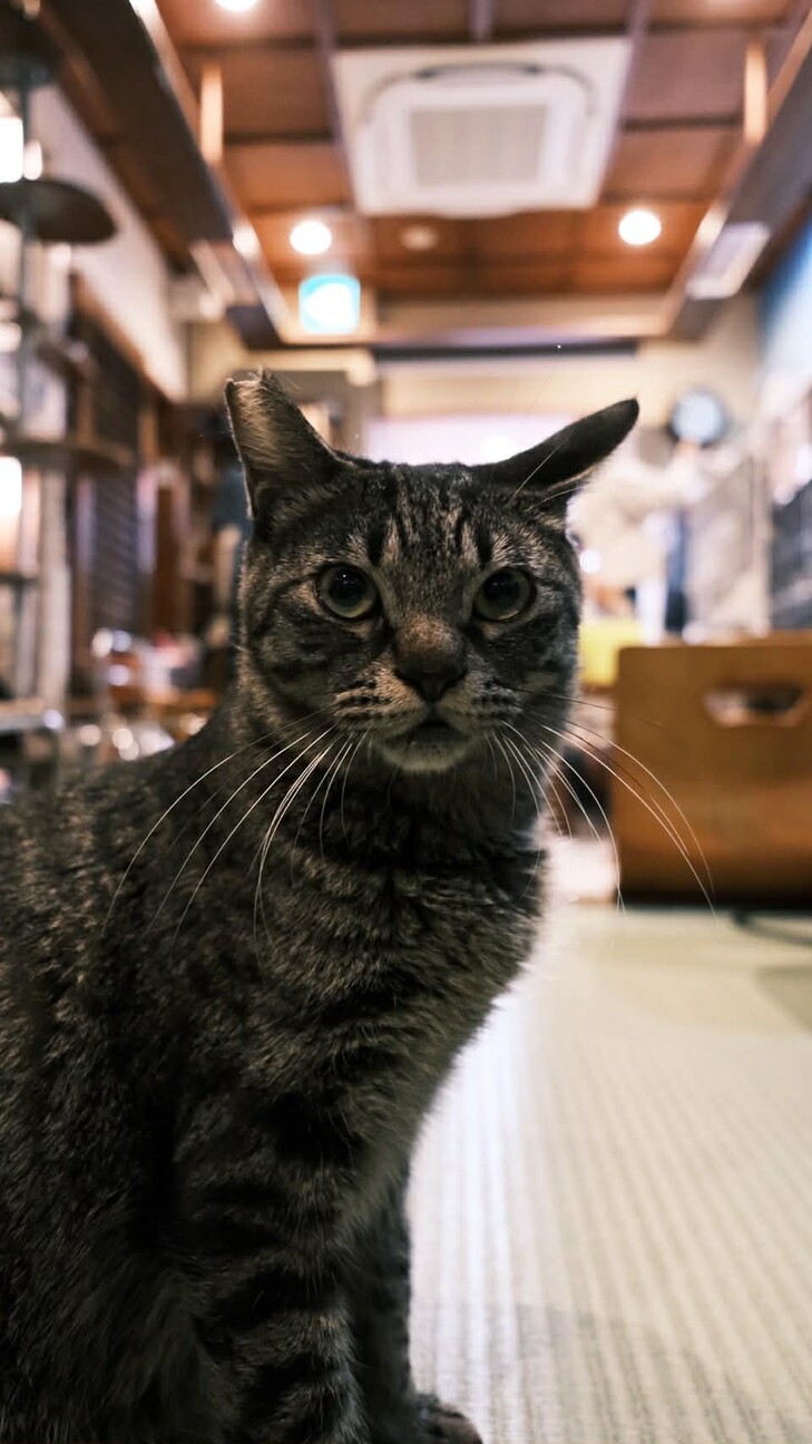 ねずみのおもちゃが大好きなポメロ♪ サムネイル2