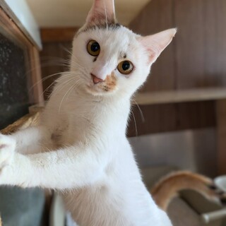 天真爛漫、元気いっぱいな女の子