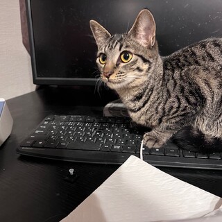 『つづじ』人大好きな女の子