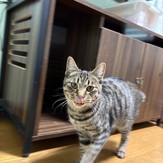 『キャラ』可愛い尻尾が特徴的