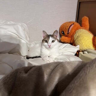 『ひま』大型犬とも暮らせる子