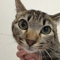トライアル決定！キジトラ猫　ちくわ君