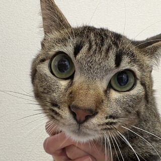 トライアル決定！キジトラ猫　ちくわ君