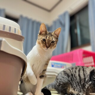 『ひわ』目つきが少し悪いけど、とってもいい子