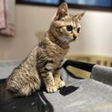 決定☆『ひこ』小さいながらも大きな犬も平気