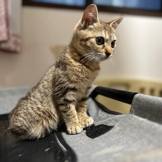 『ひこ』小さいながらも大きな犬も平気