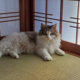 『ロア』ふわふわ毛並みが特徴的