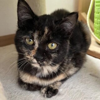 1人遊びも大好き　人も猫も大好き　おこげちゃん