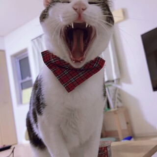 お昼寝大好きな甘えん坊