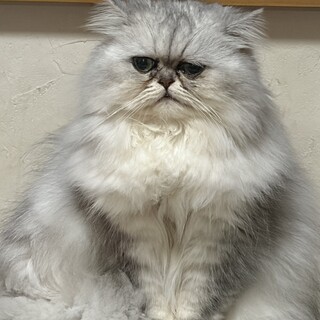 可愛い女の子です