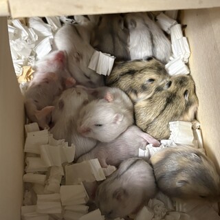 ジャンガリアンハムスターの赤ちゃん8匹