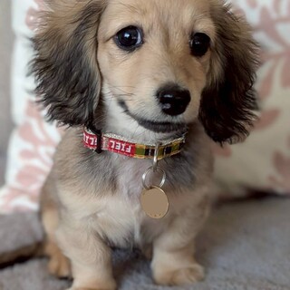 天真爛漫なダックス　ティアちゃん