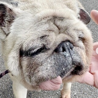 ゆっくりのんびりさんのパグの女の子