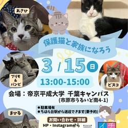さくらねこDays 保護猫譲渡会
