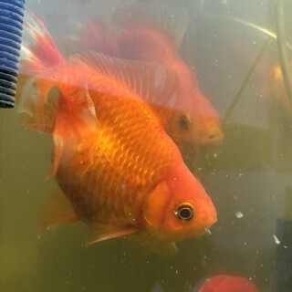 立派な土佐金５匹、里親募集しています。