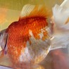 立派な土佐金５匹、里親募集しています。 サムネイル5