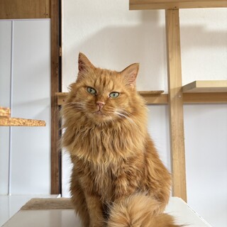 長毛茶虎の　いくちゃん