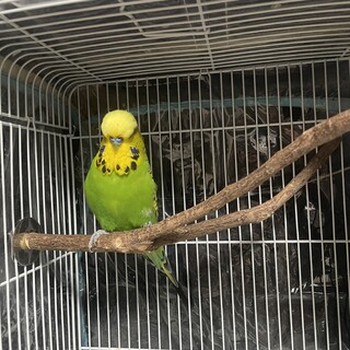 ジャンボセキセイインコ　（オス）