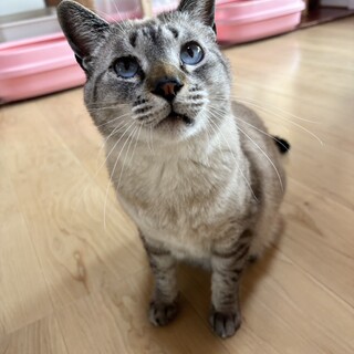 シャム虎　穏やかなフレンチくん