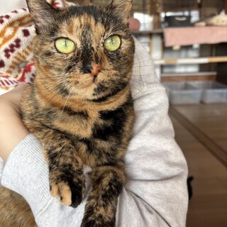 お茶目なサビ猫　リラちゃん