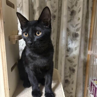 ありがとうございました★可愛らしい黒猫　ウミくん