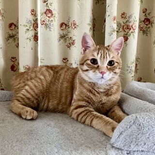 可愛い茶虎のモカくん