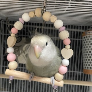 コザクラインコ
