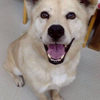 イケワン男子！【トヴァー】くん