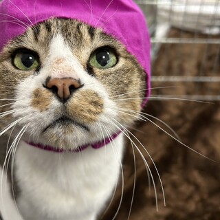 【3/15譲渡会】奄美からきた✨ナレナレ甘えん坊