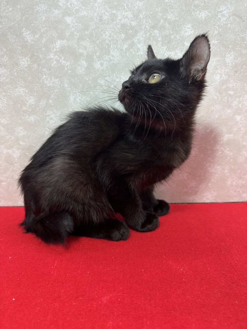 黒猫仲良し姉妹！黒猫を飼うと運気が上がる❤あんこ サムネイル2