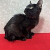 黒猫仲良し姉妹！黒猫を飼うと運気が上がる❤あんこ サムネイル2