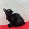 黒猫仲良し姉妹！黒猫を飼うと運気が上がる❤あんこ サムネイル5