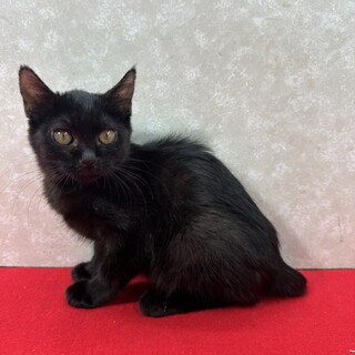 黒猫仲良し姉妹！黒猫を飼うと運気が上がる❤あんこ