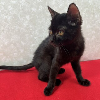 黒猫仲良し姉妹！黒猫を飼うと家計が黒字❤きなこ