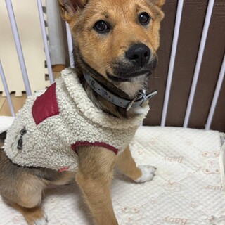 人懐こく可愛い飼いやすい仔犬