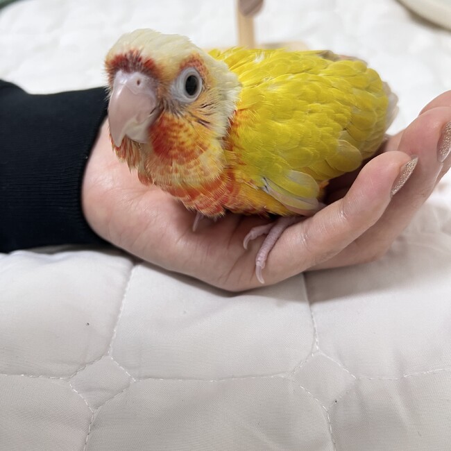 サワヤユンニのカバー写真