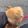 ススナル