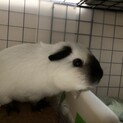 モルモットオス