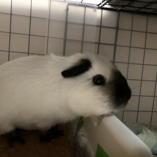 モルモットオス