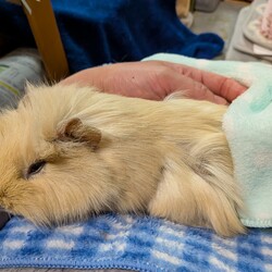 とろろさん永眠しました