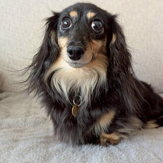 人が大好きなカニンヘンダックス　ジュジュちゃん