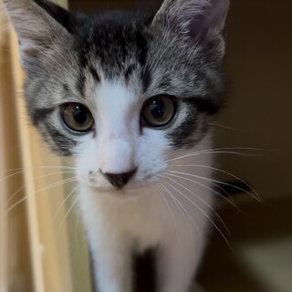 いつも陽気で甘えんぼ☆猫も人も好き！ちょこちゃん